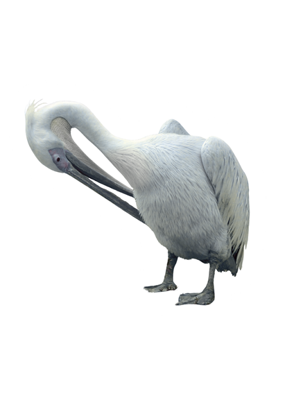Pelican - symbol of Mykonos